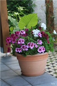 bcabd79d-IMG_7416 engleska pelargonija.jpg